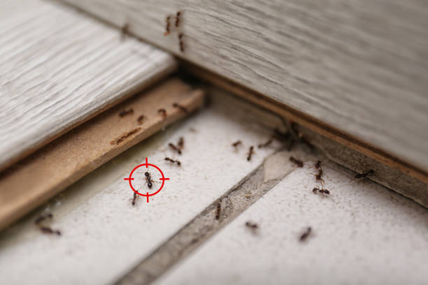 Best Affordable Pest Control Services  in , KY