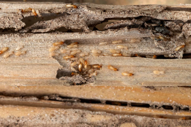 Best Flea Control Services  in , KY
