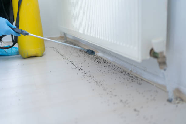 Best Flea Control Services  in , KY